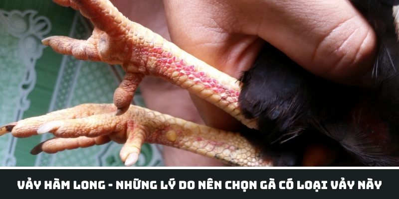 Những lý do nên chọn gà có vảy hàm long